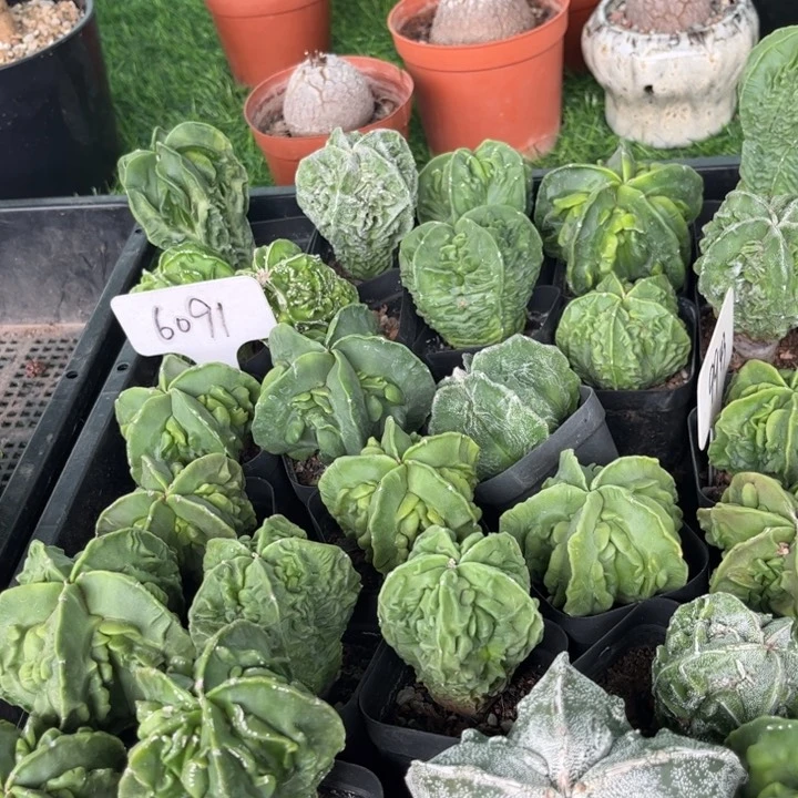 无花朵三个实生核桃好养