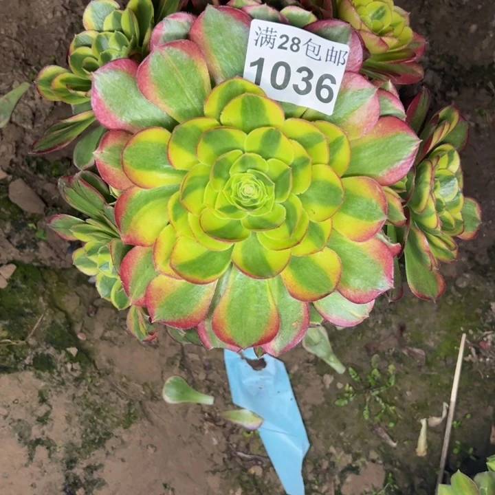 1036奶白多肉植物