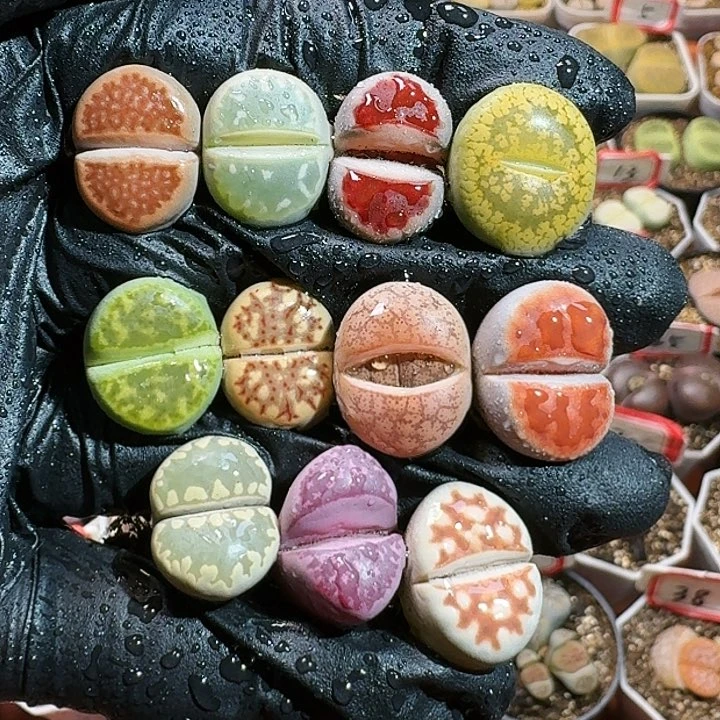 生石花12554。 59