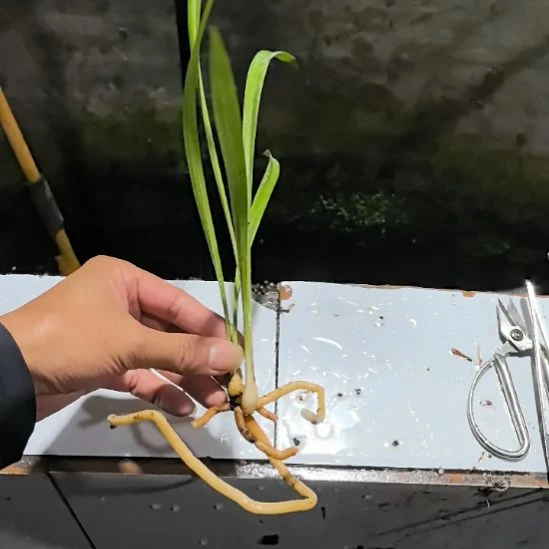 完全开放夏皇梅子母苗中等苗