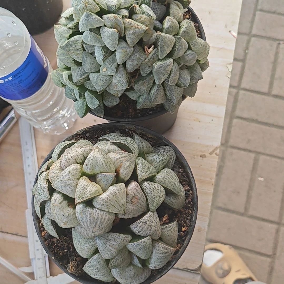 两颗群生多肉植物原盆土