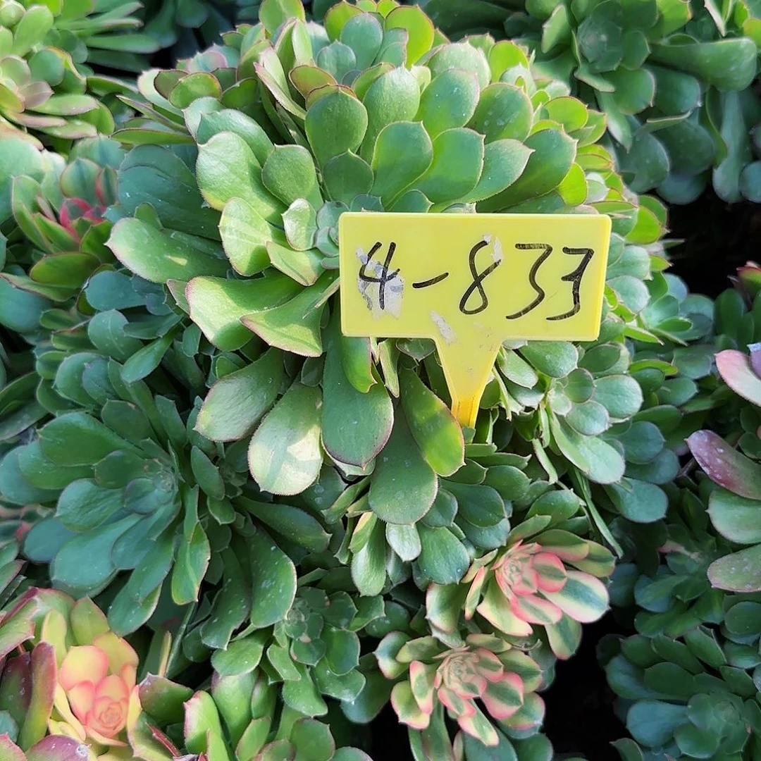 4-833+-+多头多肉植物