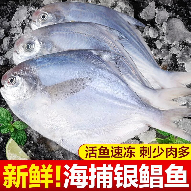 山东日照海捕鲳鱼现捕捞速冻拍三斤送一斤包邮到家