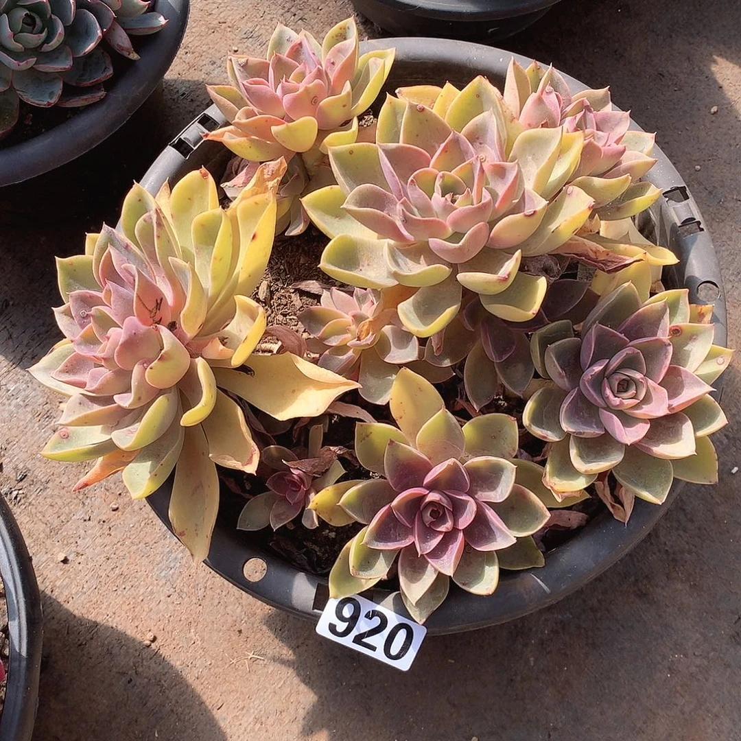 920紫气东来 一物一拍多肉