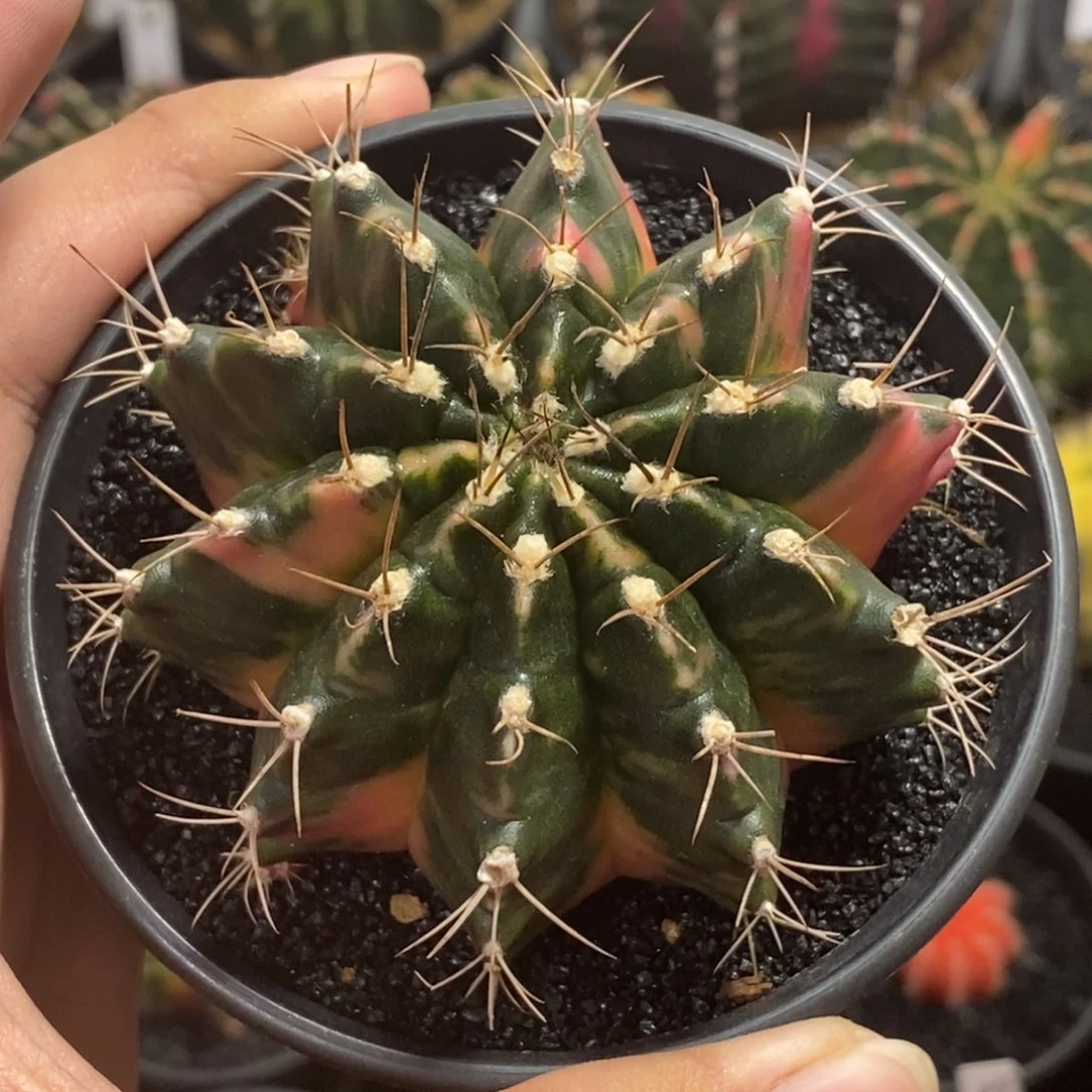 全品臀锦—带盆土发货6