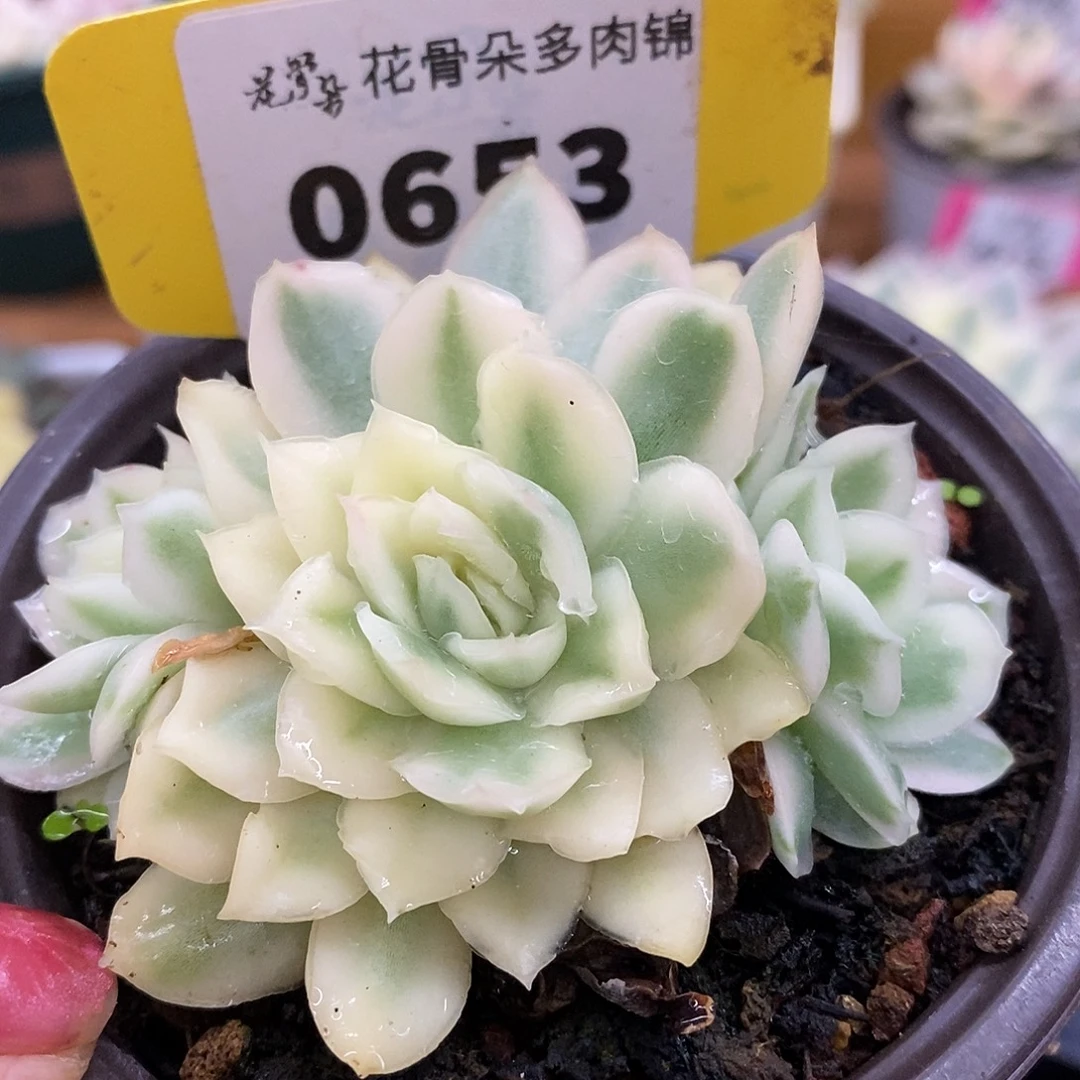 653三头紫蝴蝶high