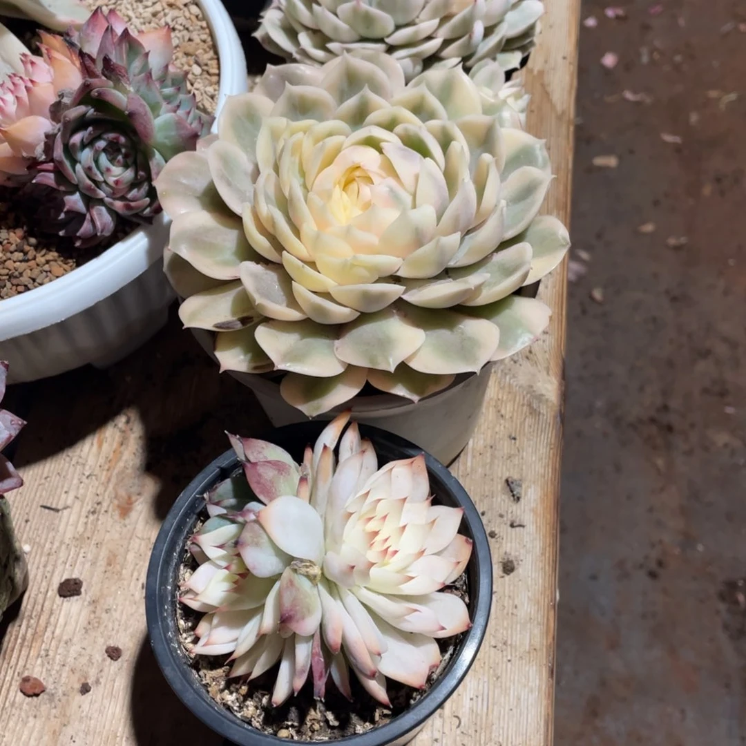 窝*乖淘多肉植物两个