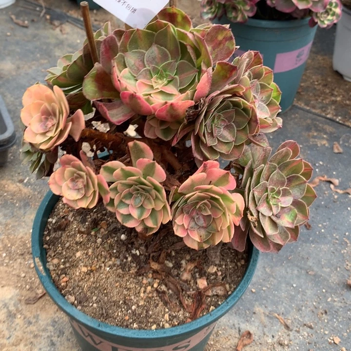 半***过975抹茶阴阳多肉植物特价