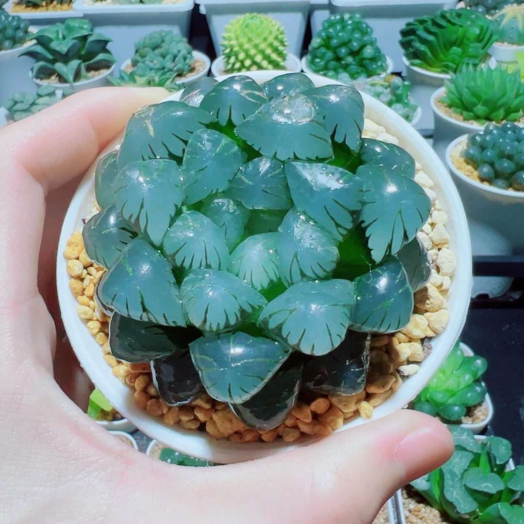 直播间，母本大冰灯，16.8