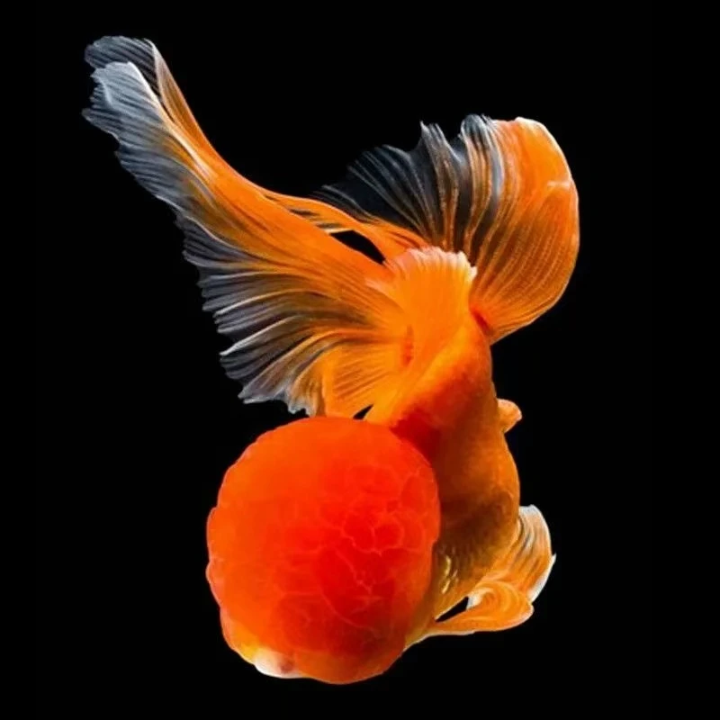 1吉祥三宝招财观赏鱼