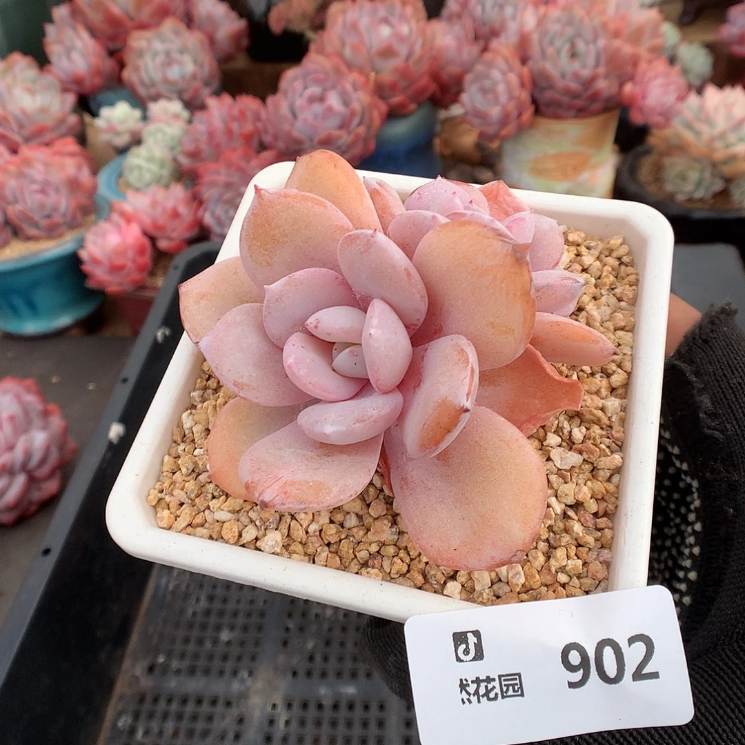 902奶茶多肉植物6636