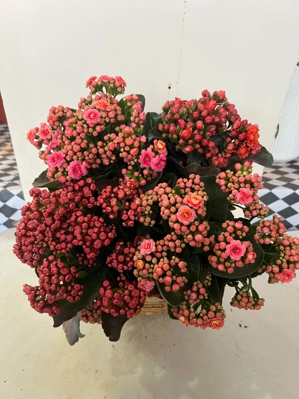 年宵花 重瓣长寿超级好活耐干旱新手易养护