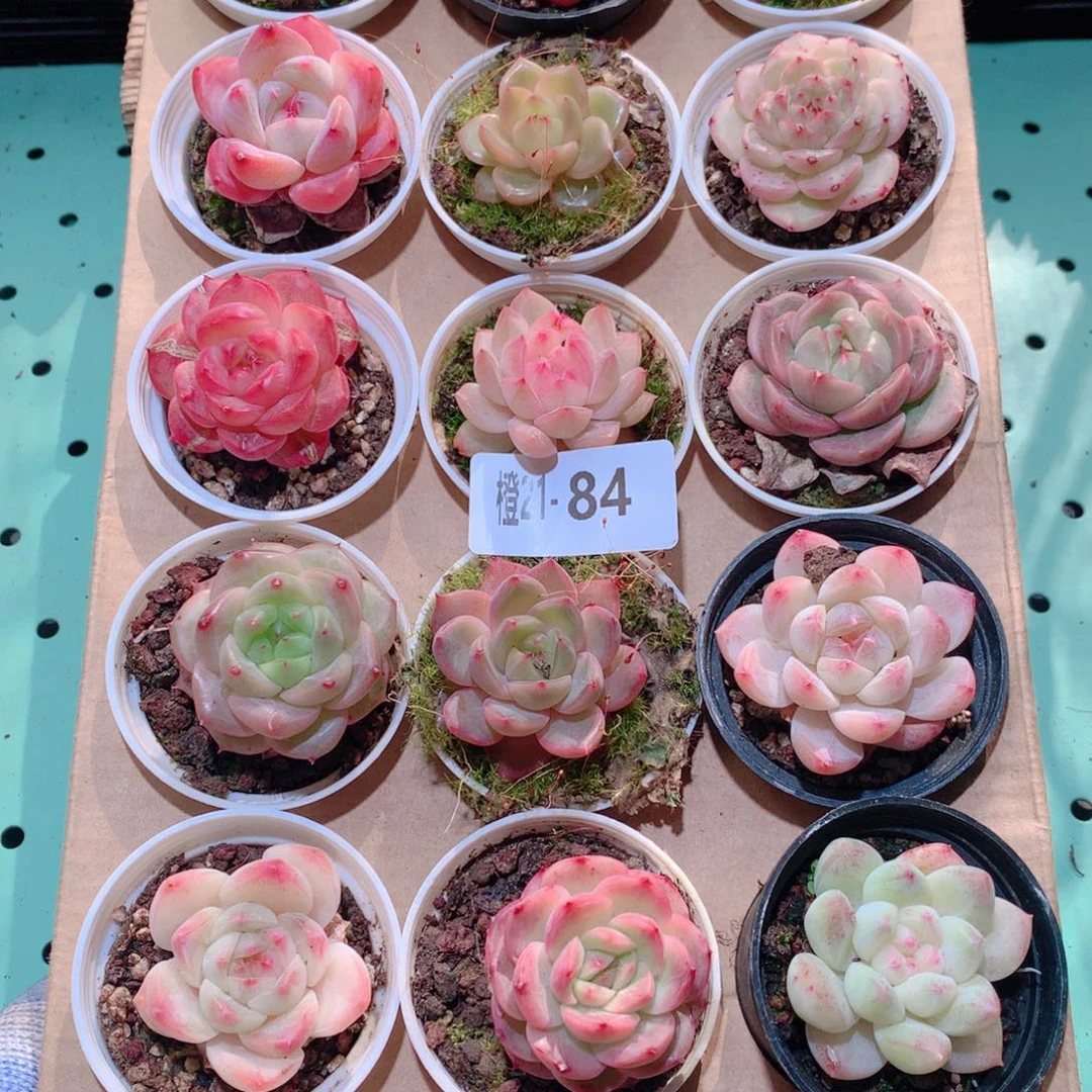 21-84一物一拍多肉带盆18颗