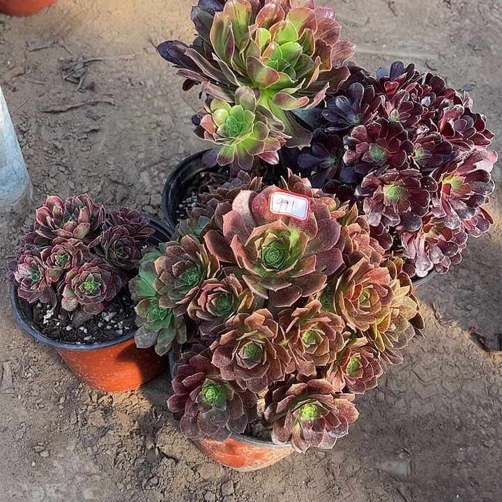 991多肉植物组合，