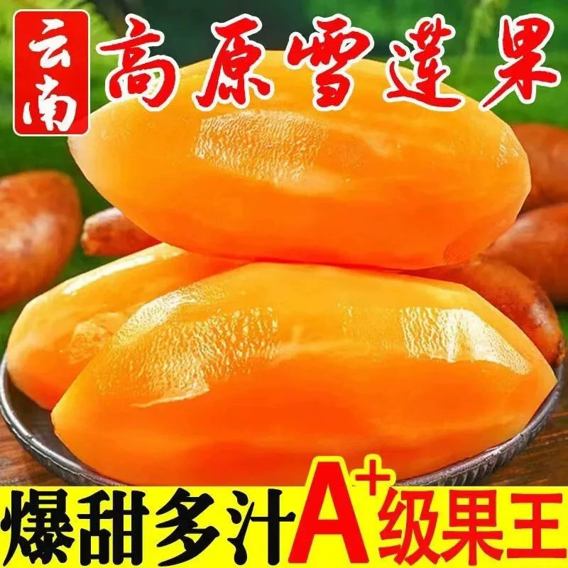 【云南新鲜雪莲果】临时链接（不包售后）