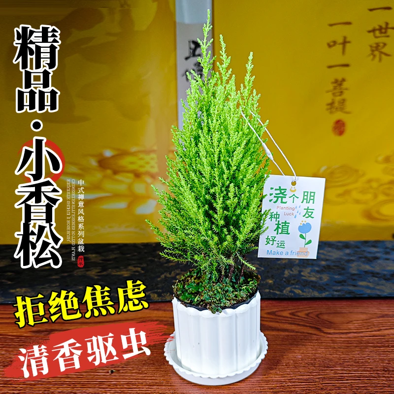 小香松盆栽绿植物办公室桌面创意工位室内好养花卉绿植