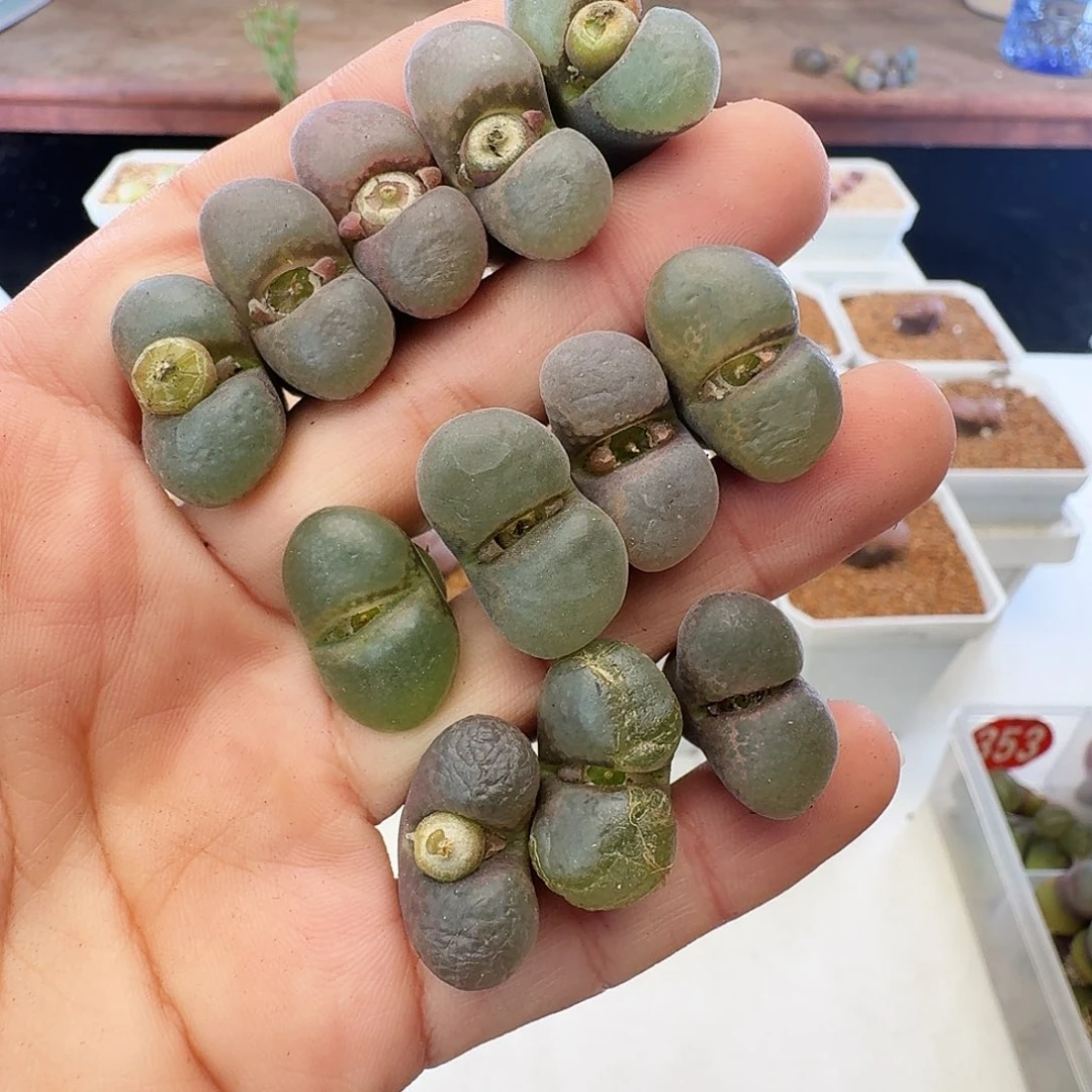 福利瑕疵风铃介意慎拍363