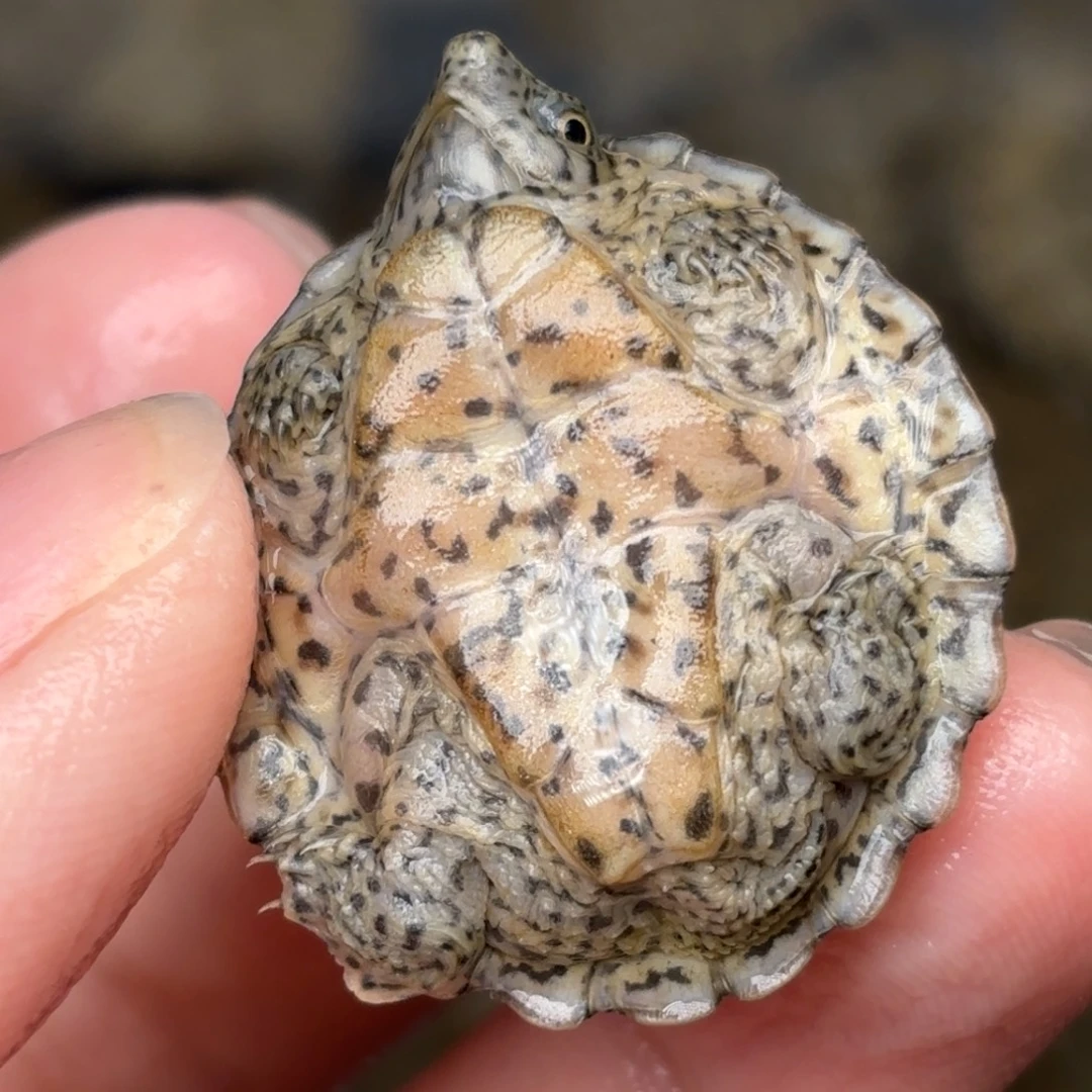 宠物龟不分公母全品双满文黑刀