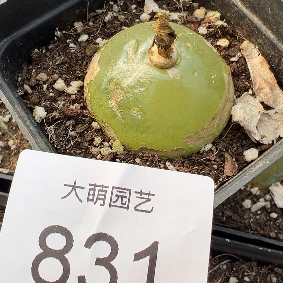 一物一拍带盆土发母本巨灯831