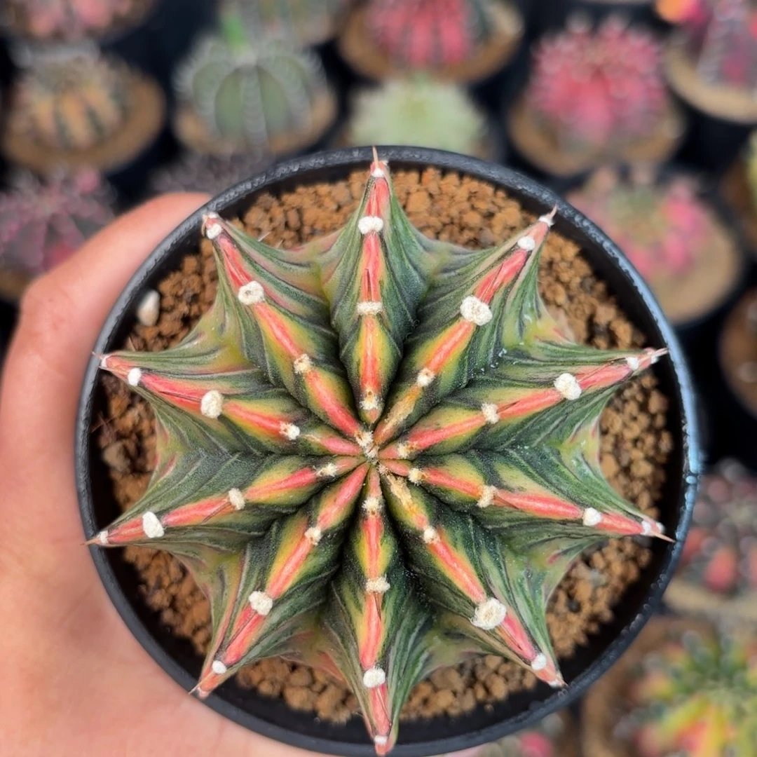 泰系米哈实生仙人球500