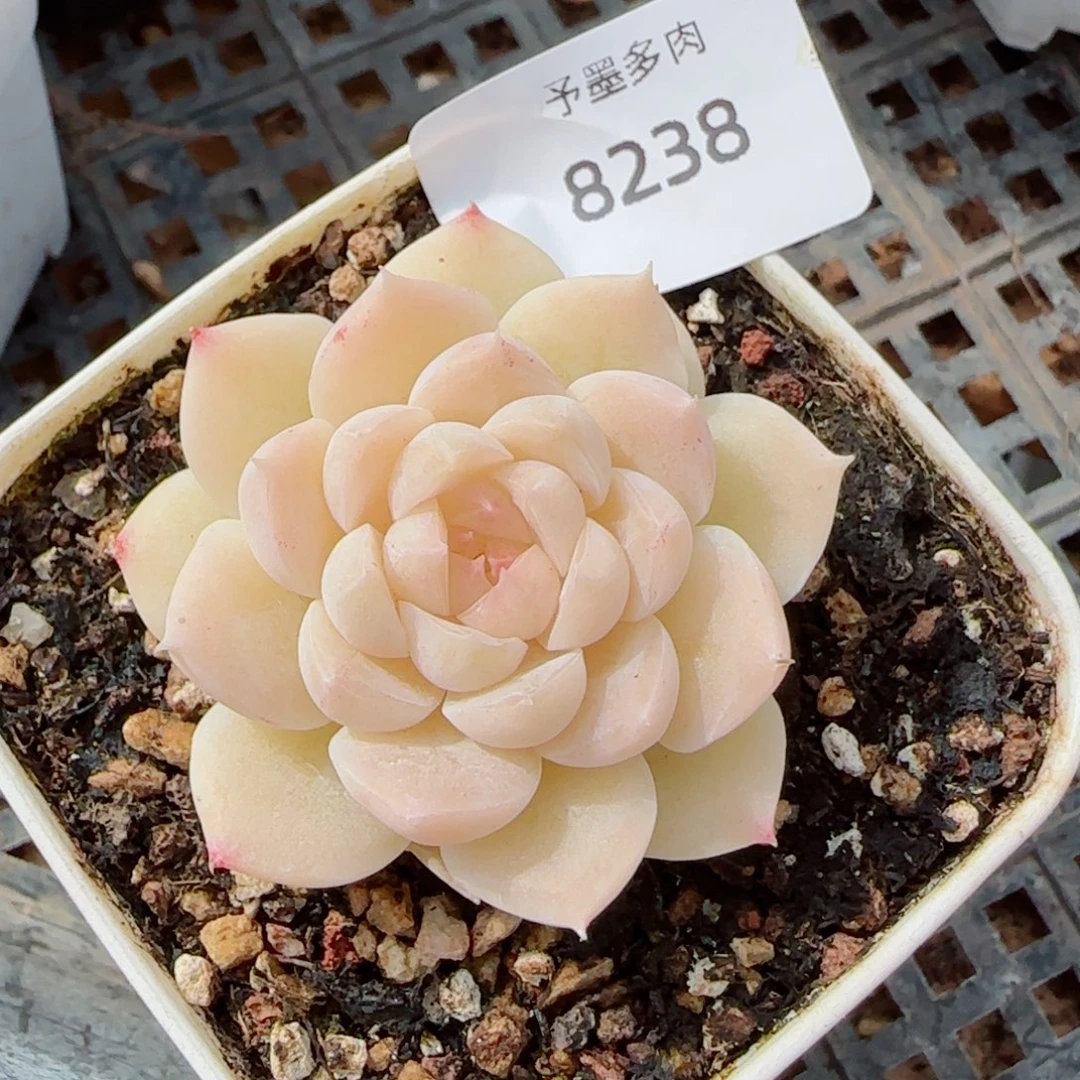 孤月珍妮，8238多肉植物