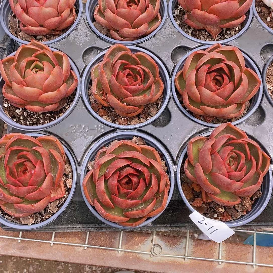 2-11- 红灯大单头福利一颗 量拍