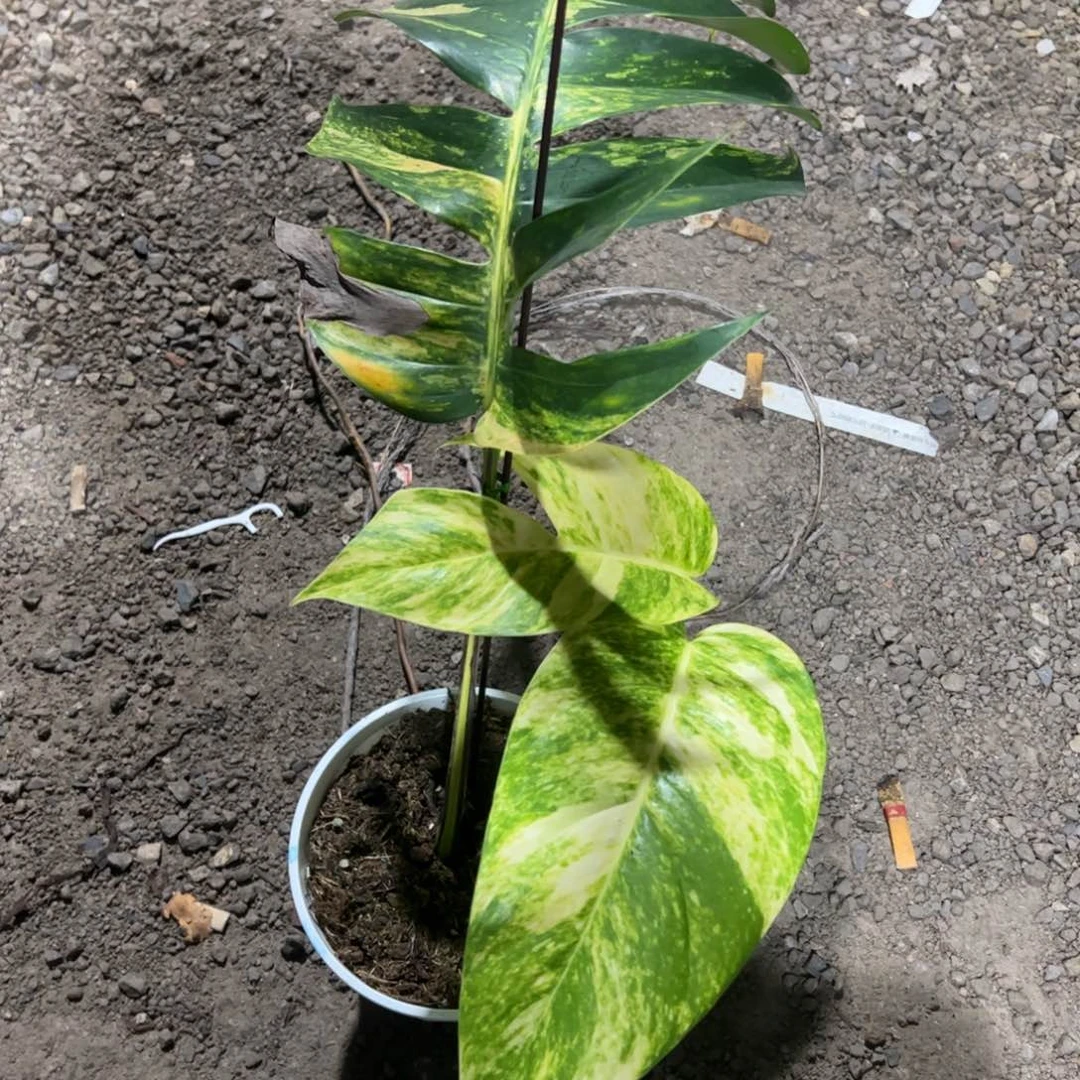 完全开放0708火焰麒麟尾大叶扦插