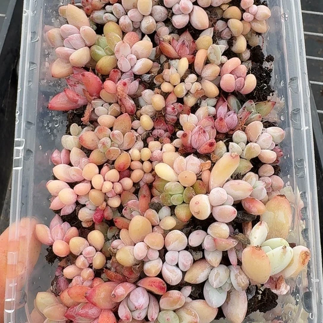 杂交新品珍妮多肉1137