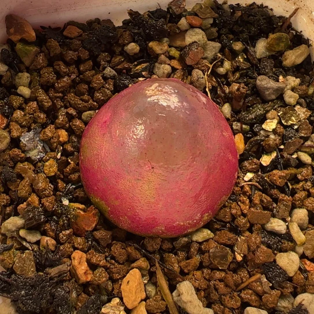 036多肉植物纤维