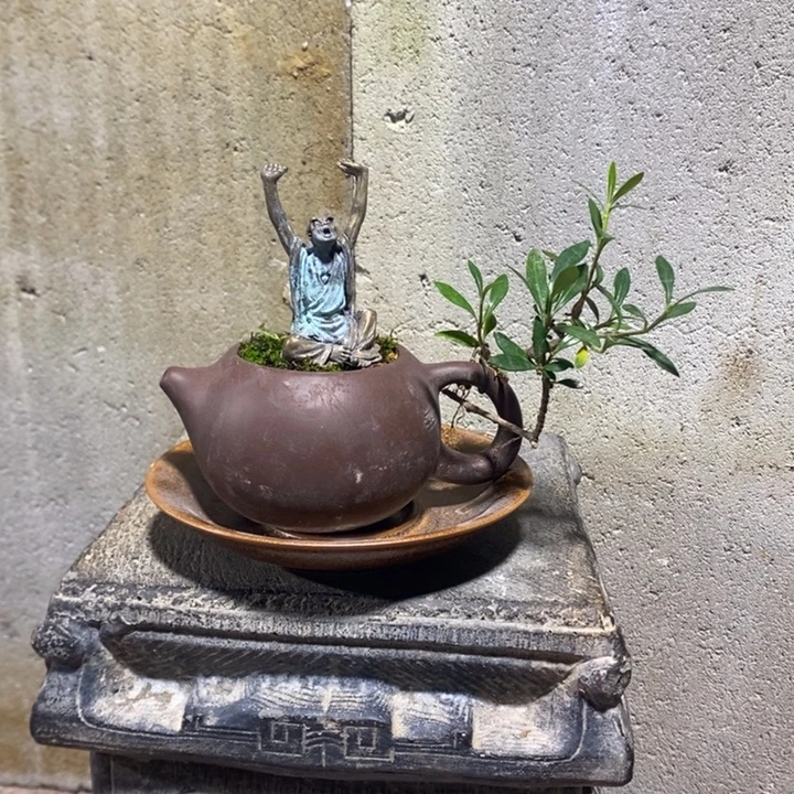 ****木以实际为准盆景绿植盆栽14