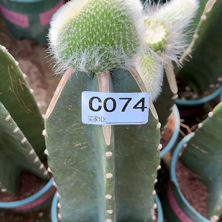 ?****?嫁接九尾狐缀化074