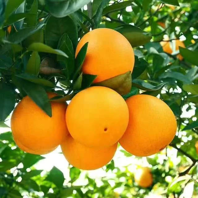 重庆璧山登云坪脐橙现摘新鲜水果5斤/8斤坏果包赔