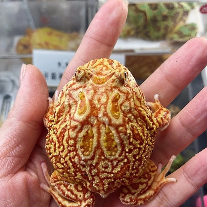 火龙拍拍拍拍拍拍拍拍拍