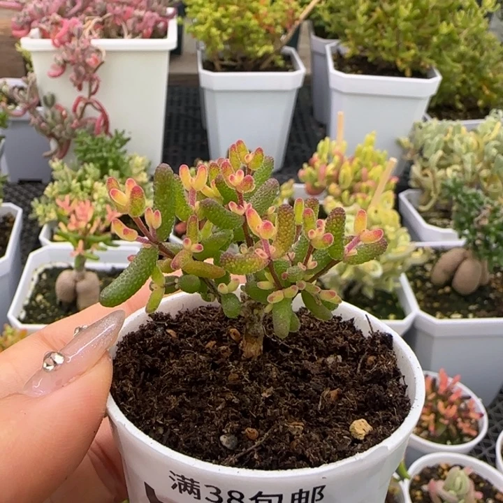 531-假飞机猪植物枝干