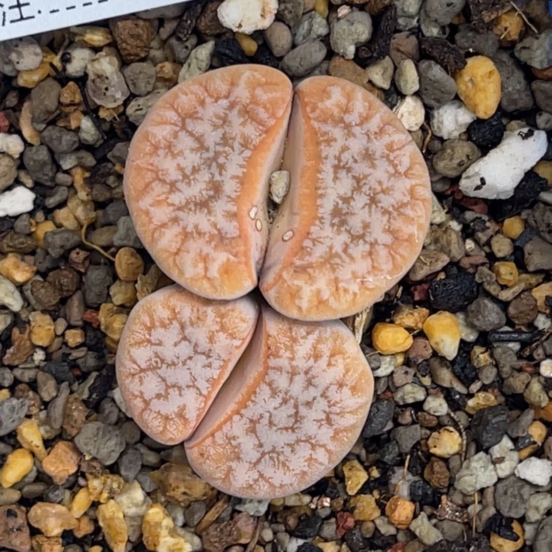 7941双头拿铁1母本