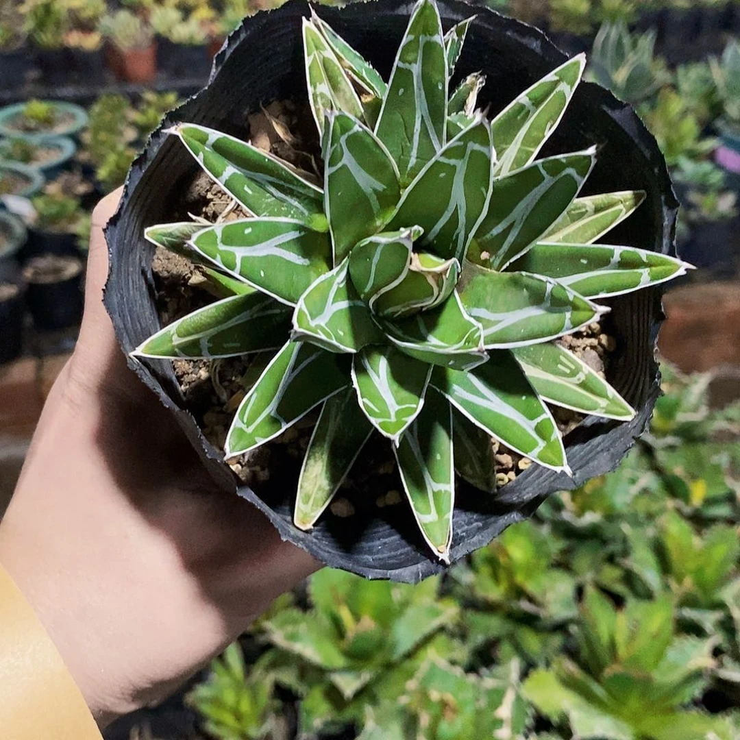 屉之雪冠幅10公分以上