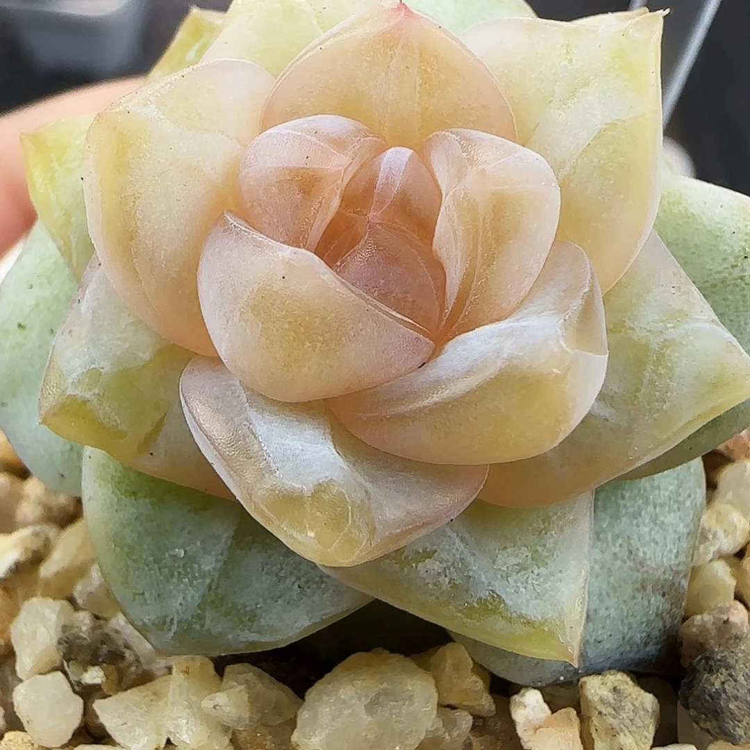 620号哈哈哈哈哈哈