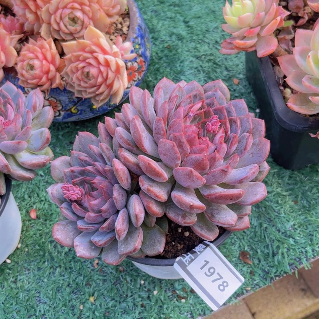 紫芋啵啵多肉植物1978