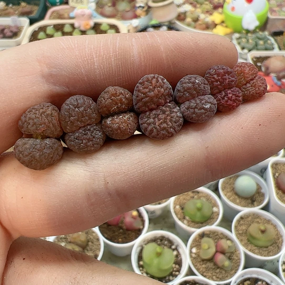 【闪购商品】57 福利超级蛋糕