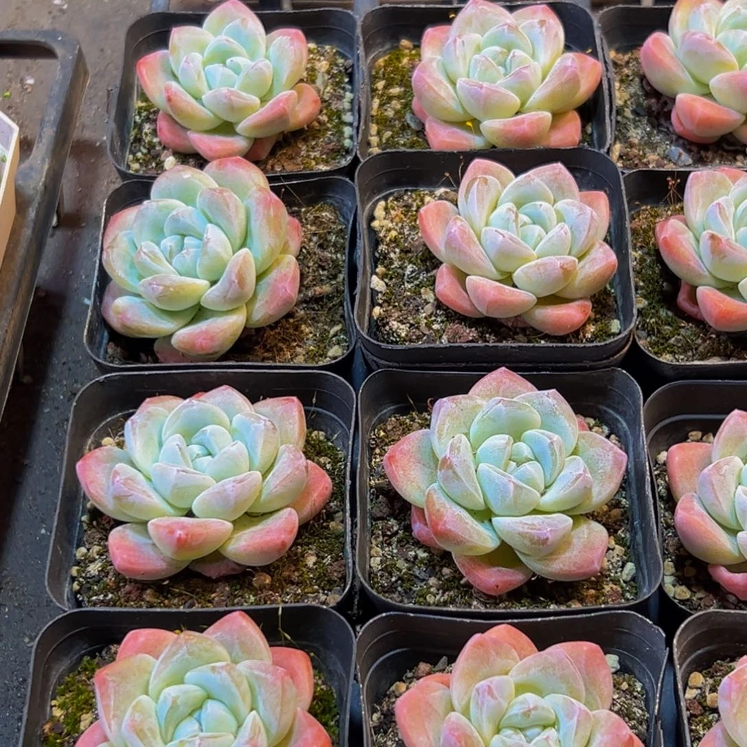 085的人了还在看电视吗我