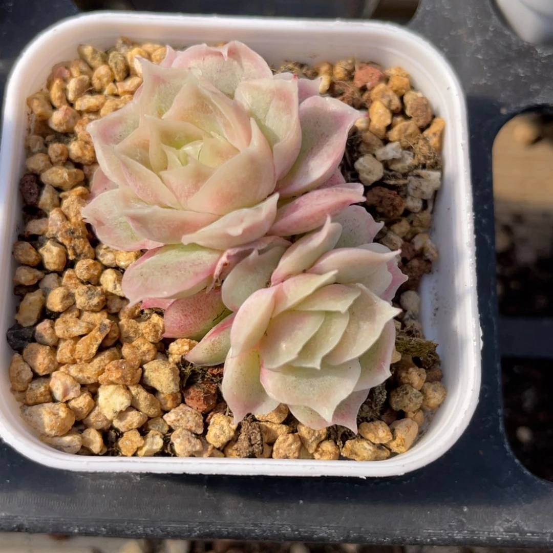 优选水晶虾饺多肉2839