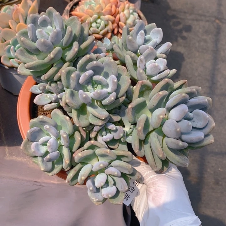 夏悦多肉0428-72咖啡美人