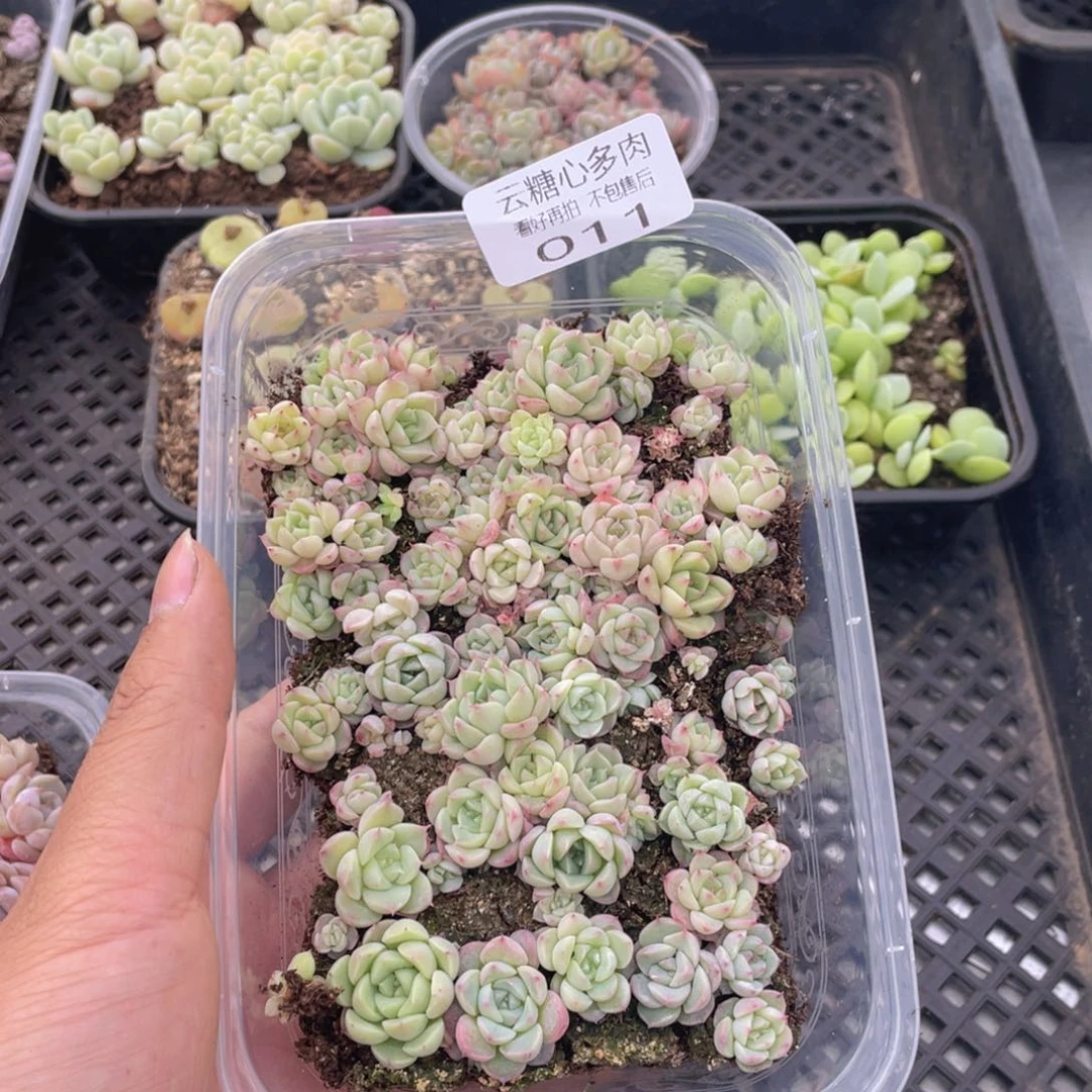云糖心多肉植物11