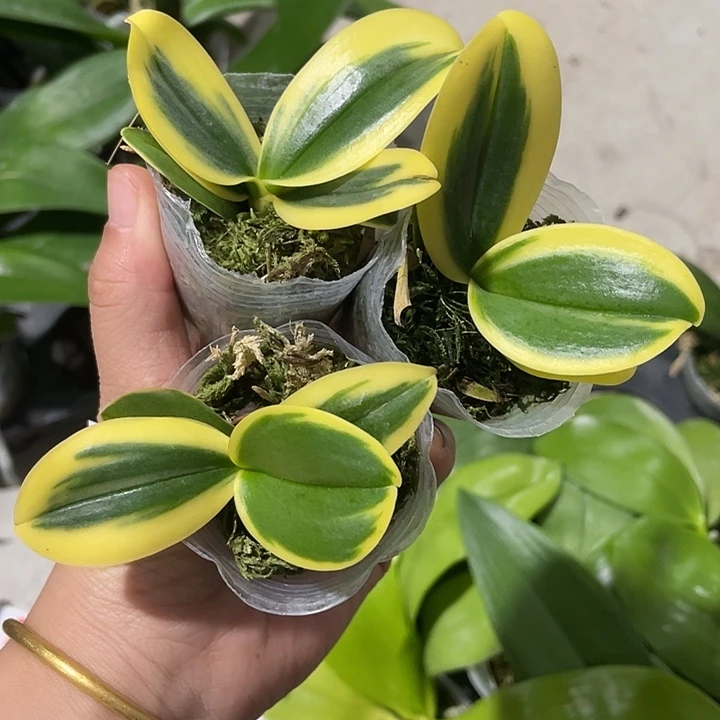 完全开放处理叶艺盲盒3颗1.7寸拇指苗根少慎拍