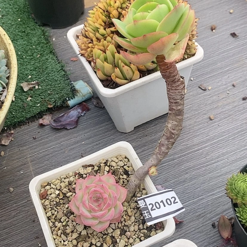 【闪购商品】邓*࿐两颗20102