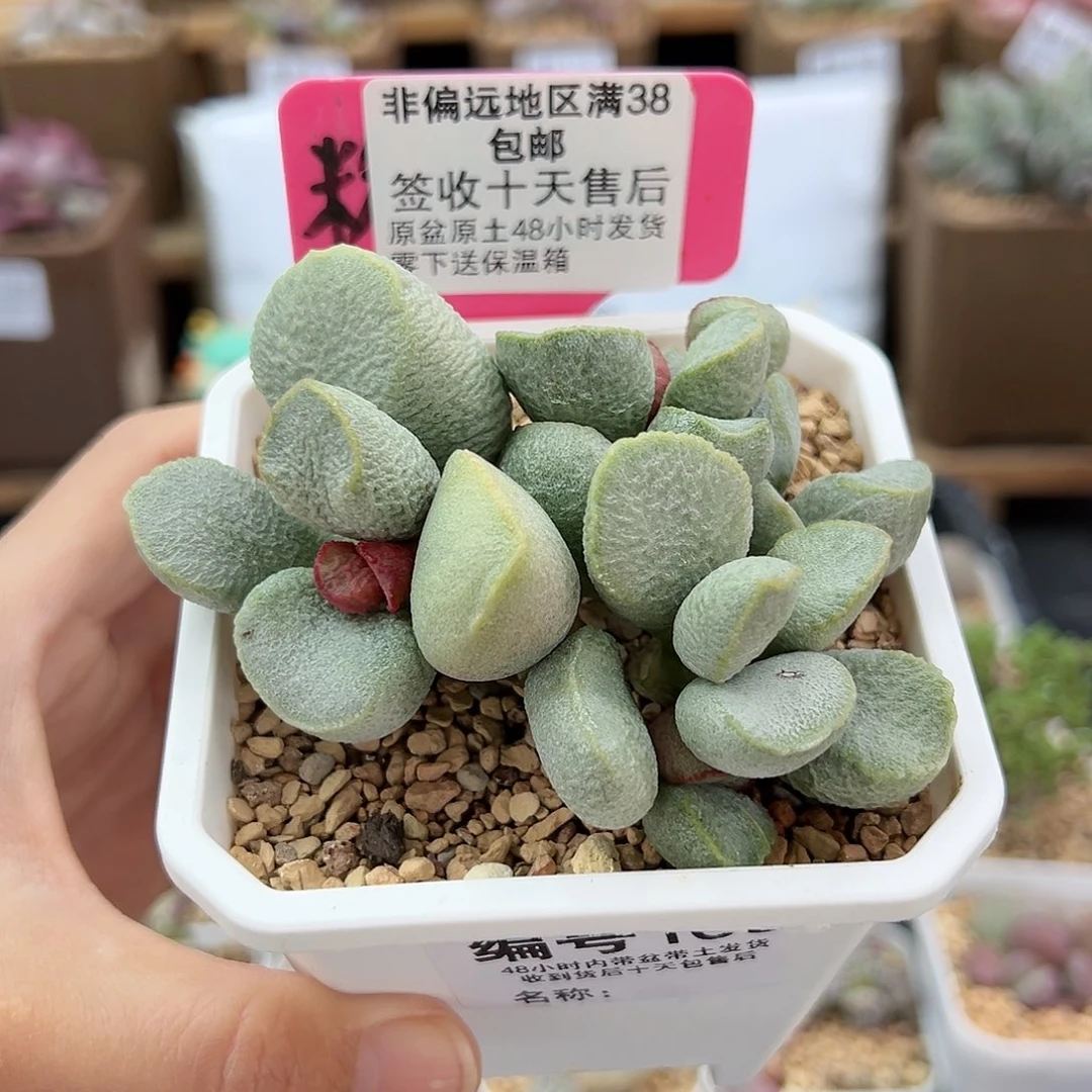 165绿磨砂蛋多肉