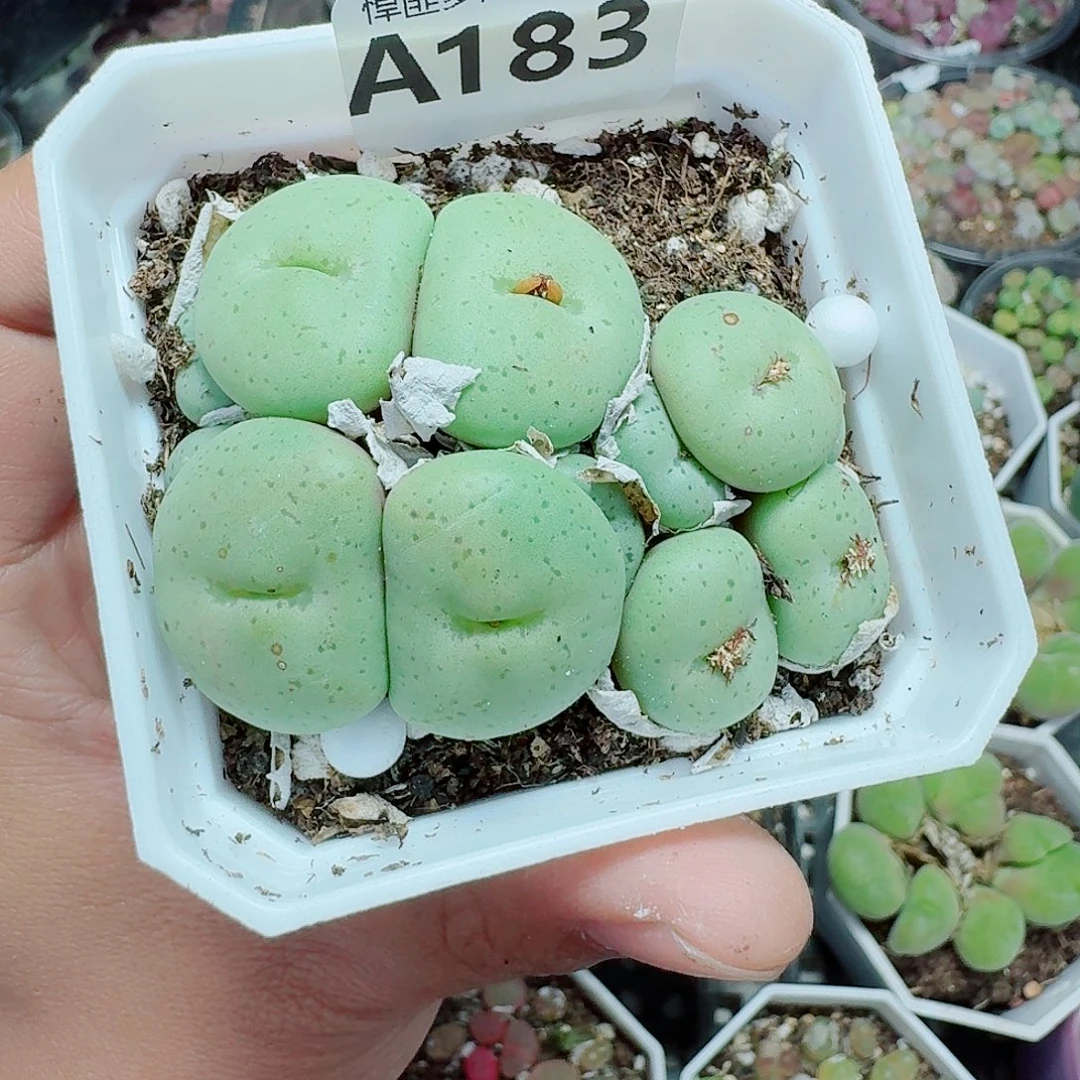 183多肉植物多肉植物