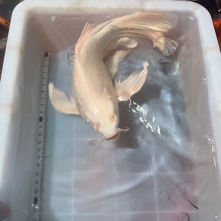 蝴蝶鲤鱼渔场直发115