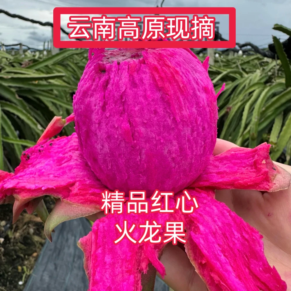 云南金都一号红心火龙果