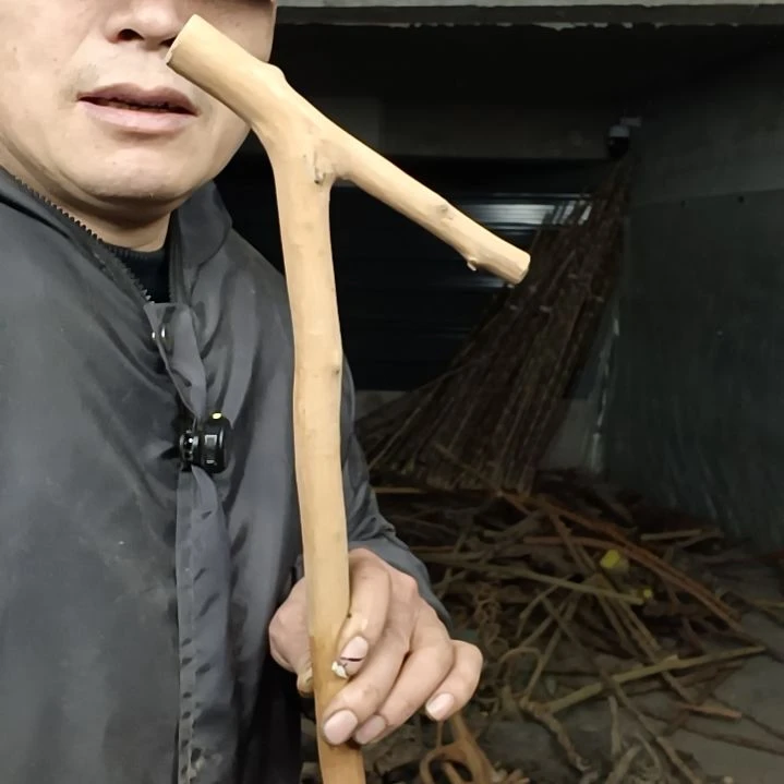 稳定木用****8贵州檬子木   铁马鞭   根艺  半成品